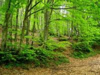 bosco di faggi AGHD srl